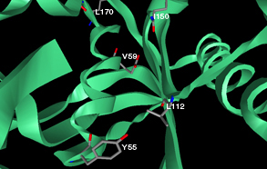 Active site residues