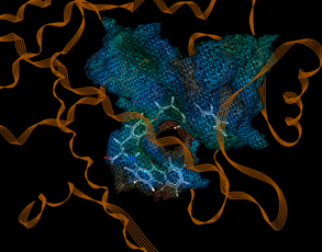 Protein modeling and docking