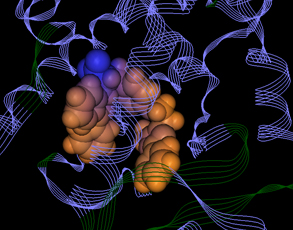 PPR-gamma protein crystal ligand placed inside the active site